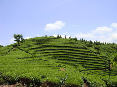 天榮茶業(yè)加盟,創(chuàng)業(yè)天榮茶業(yè)讓您開開心心賺錢!