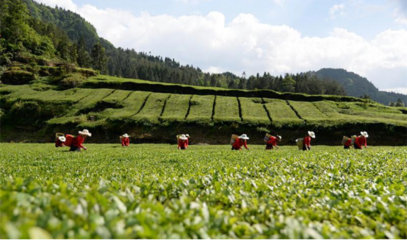金針度人利民生--利川市金利茶業(yè)精準扶貧紀實