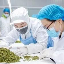 匠心成就優(yōu)良品質(zhì),杜國楹的小罐茶獲艾問認可!