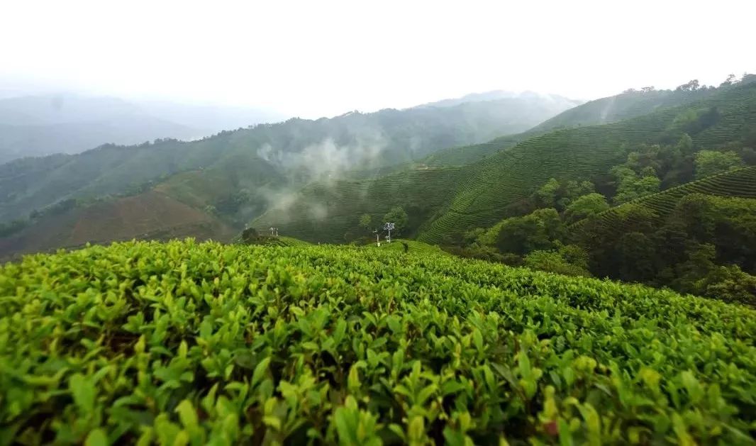 昭平縣上榜2018中國茶業(yè)百強縣_品牌