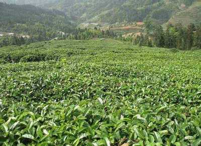 種植無公害茶葉要注意什么?