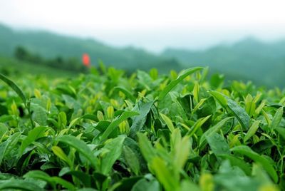 第六屆貴州茶業(yè)經(jīng)濟(jì)年會(huì)召開