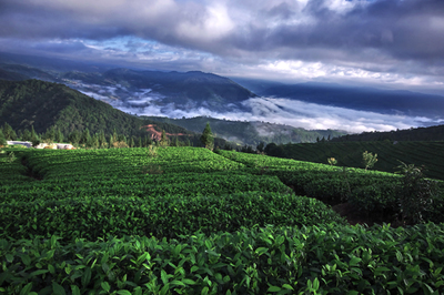 &ldquo;茶馬史詩&rdquo;:起錨的普洱市茶業億元航母編隊-名家專欄-李國標-云南普洱茶信息綜合門戶網-普洱中國