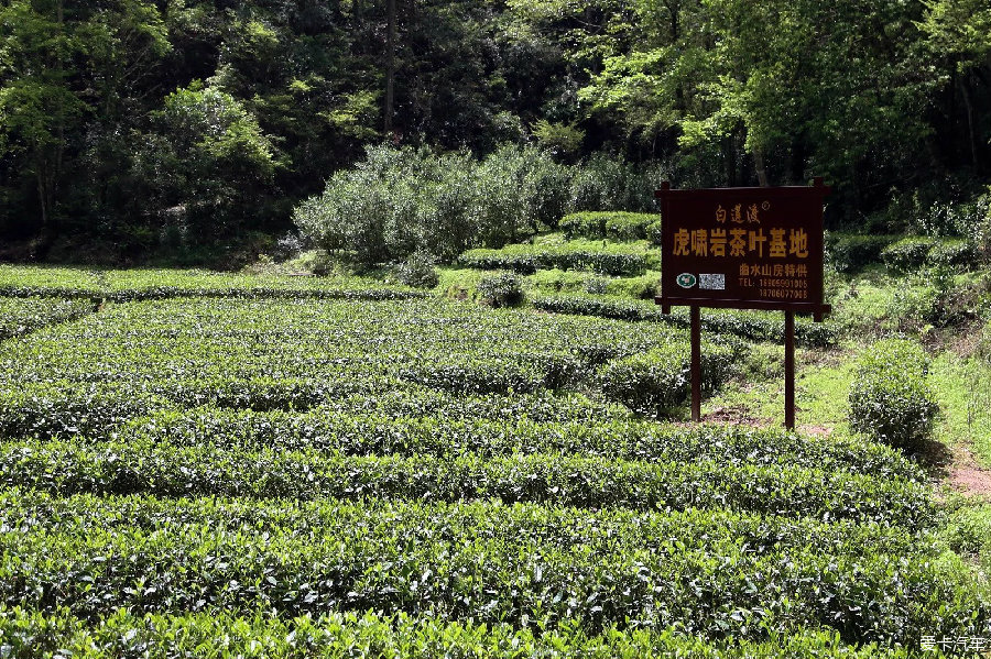 武夷山大紅袍景區(qū)之旅_標(biāo)致3008論壇_XCAR 愛(ài)卡汽車俱樂(lè)部