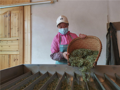 坪貫春茶搶手 茶農(nóng)茶企采收忙