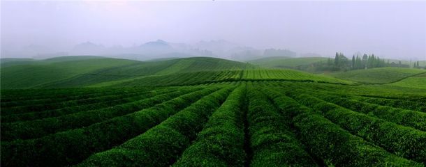 一片茶葉筑夢小康--湄潭縣榮獲2018中國茶業(yè)品牌影響力全國十強(qiáng)縣(市)