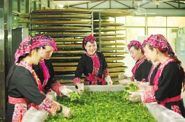 忠于熱愛(ài)耕茶園 化身茶精帶農(nóng)富——五指山梁妹珍茶園的助農(nóng)增收之路