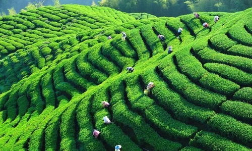 中國茶業(yè)百強(qiáng)企業(yè)盤點(diǎn) 浙江華茗園位列探花，四川文君茶業(yè)展露鋒芒